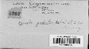 Nemania quadrata image