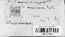 Hypoxylon rubiginosum image