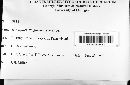 Hypoxylon rubiginosum image