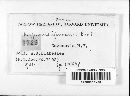 Hypoxylon rubiginosum image