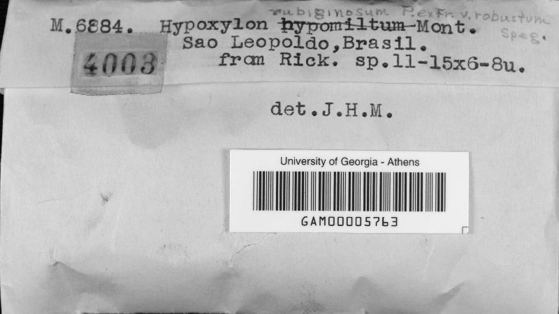Hypoxylon rubiginosum var. robustum image
