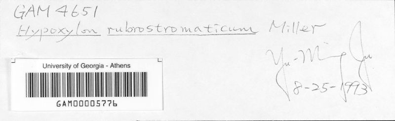 Hypoxylon rubrostromaticum image