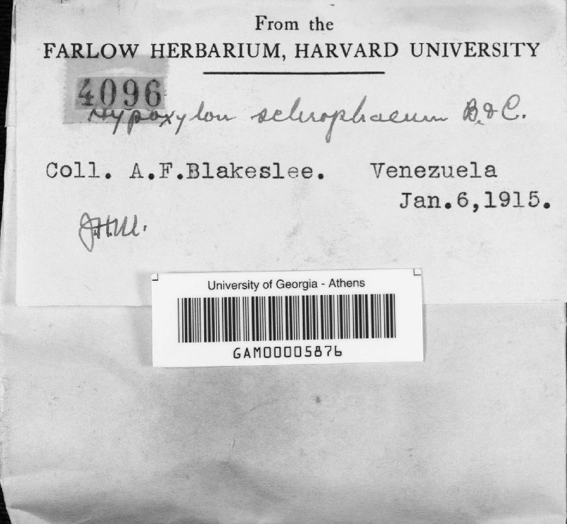 Hypoxylon sclerophaeum image