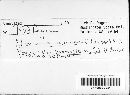 Hypoxylon serpens image