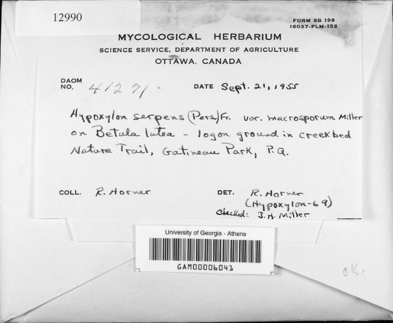 Hypoxylon serpens var. macrosporum image