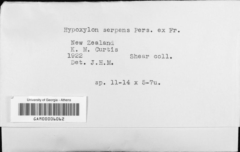 Hypoxylon serpens image