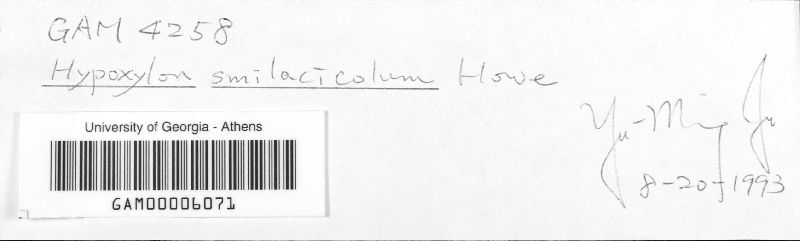 Hypoxylon smilacicolum image