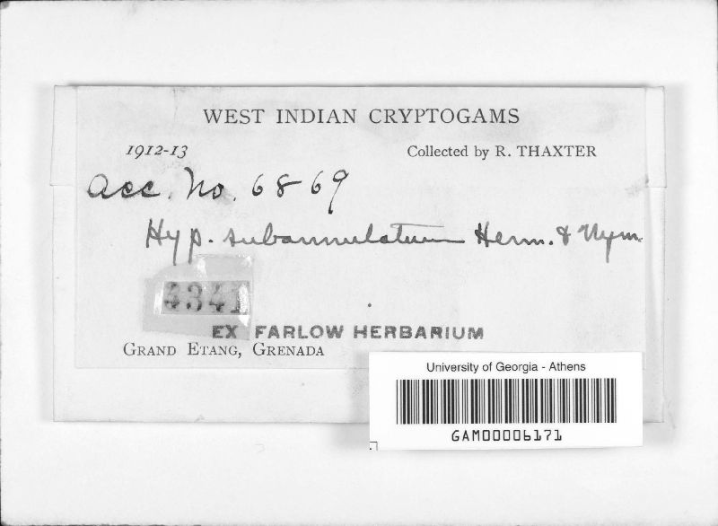 Nemania bipapillata image