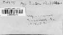 Hypoxylon tinctor image