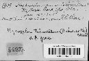 Annulohypoxylon truncatum image