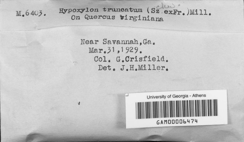 Annulohypoxylon truncatum image