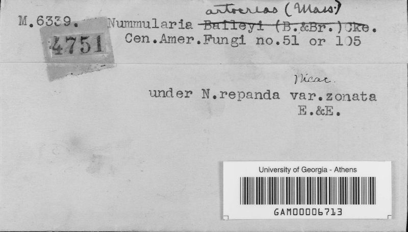 Nummularia artocreas image
