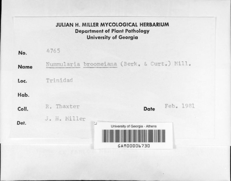 Nummularia broomeiana image