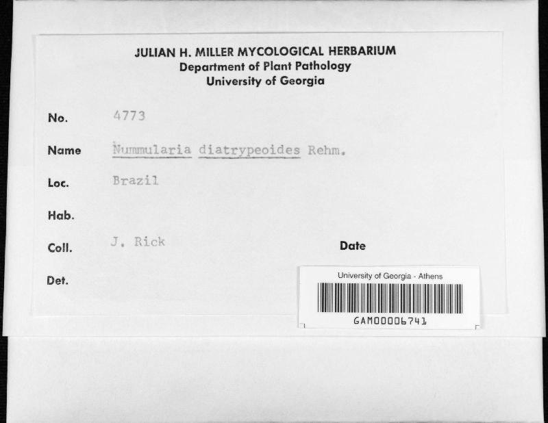 Nummularia diatrypeoides image