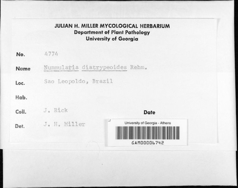Nummularia diatrypeoides image