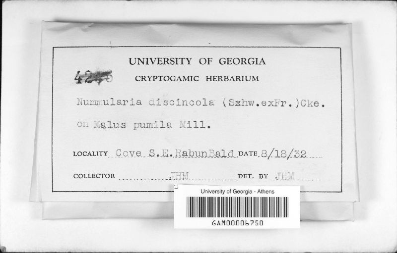 Nummularia discincola image