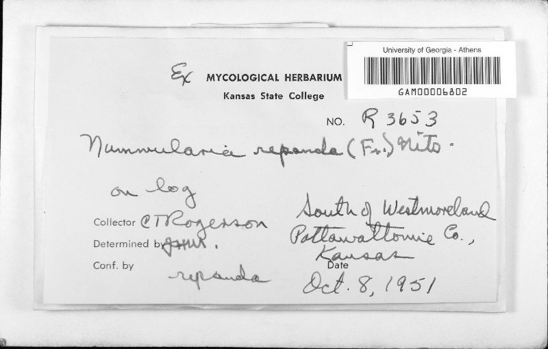 Biscogniauxia repanda image