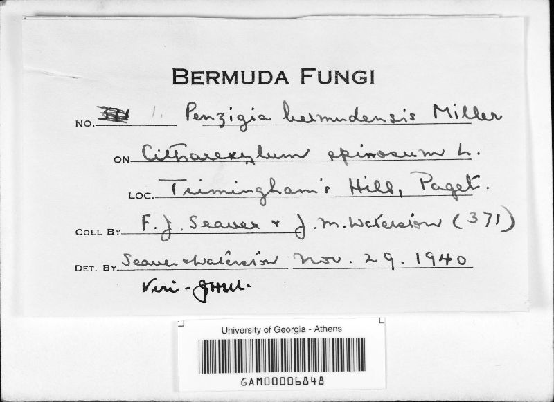 Penzigia bermudensis image
