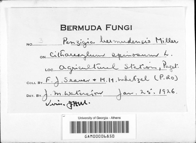 Penzigia bermudensis image