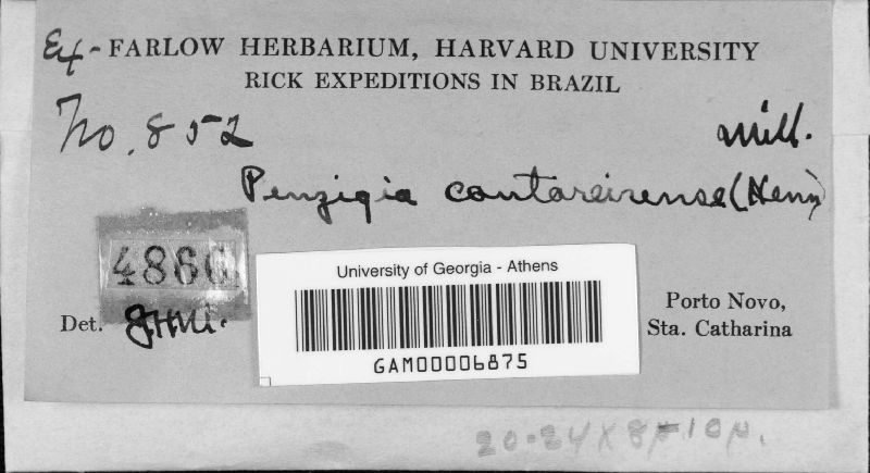 Penzigia cantareirensis image