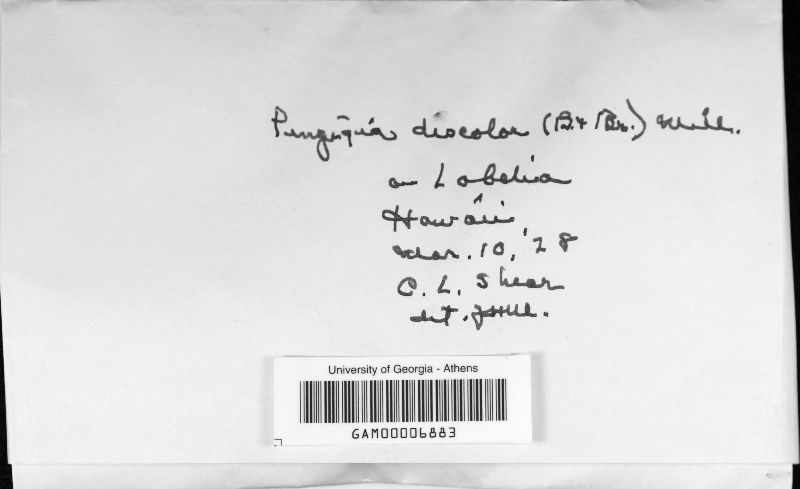 Penzigia discolor image