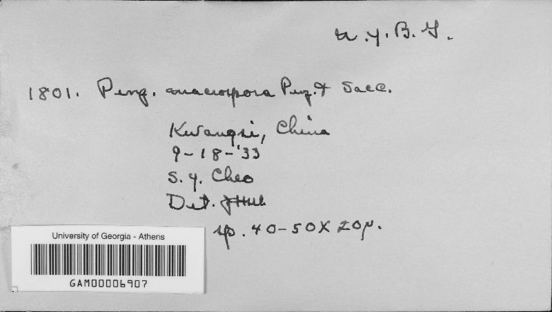 Penzigia macrospora image