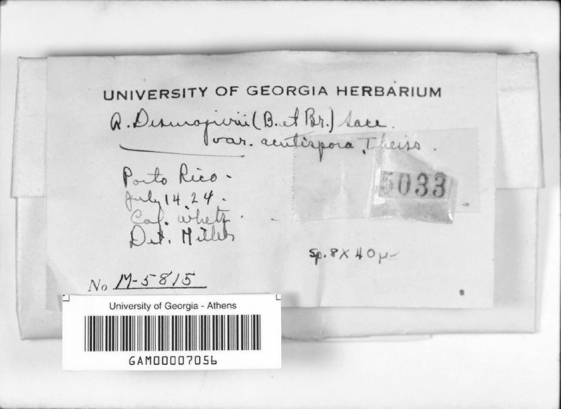 Rosellinia desmazieri var. acutispora image