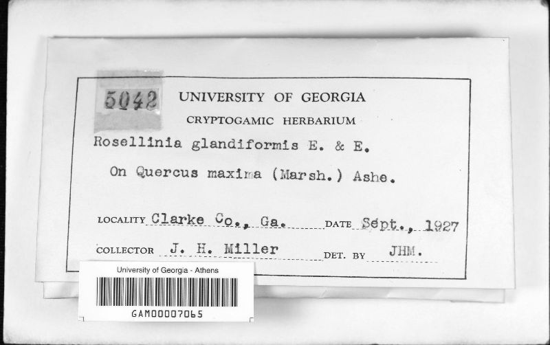 Rosellinia glandiformis image