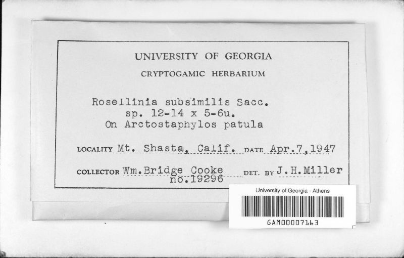Rosellinia subsimilis image