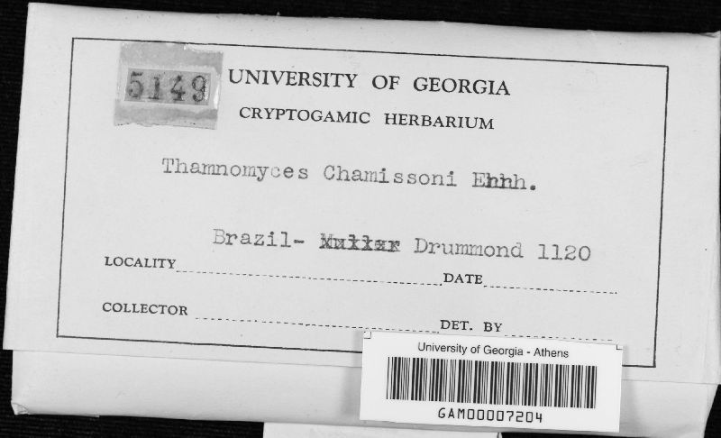 Thamnomyces image