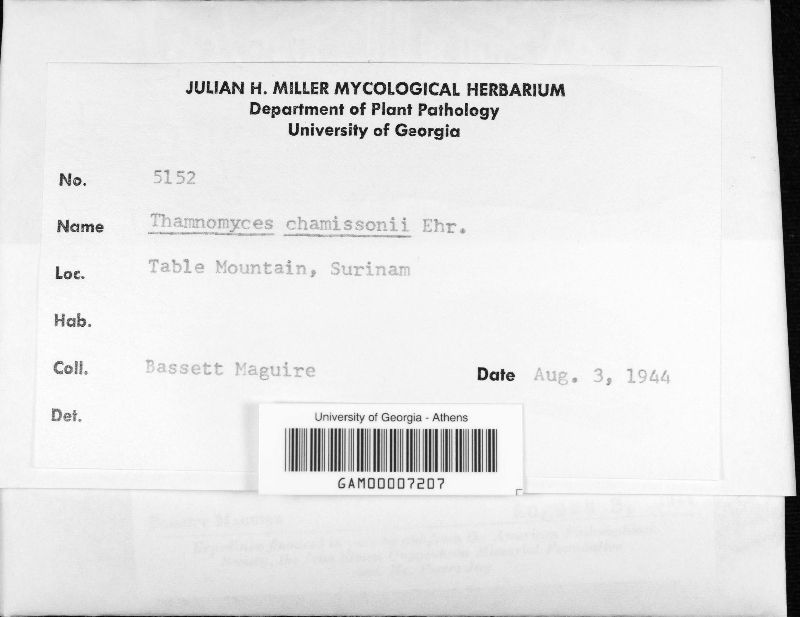 Thamnomyces chamissonis image