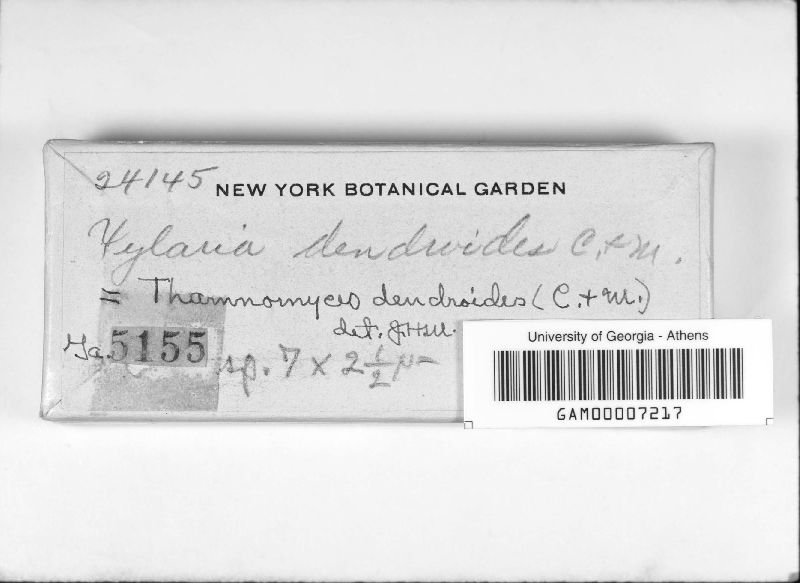 Thamnomyces dendroidea image