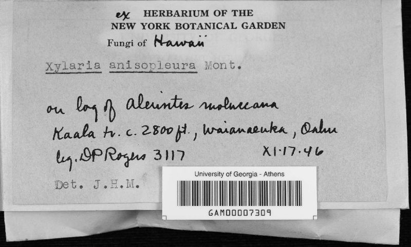 Xylaria anisopleura image