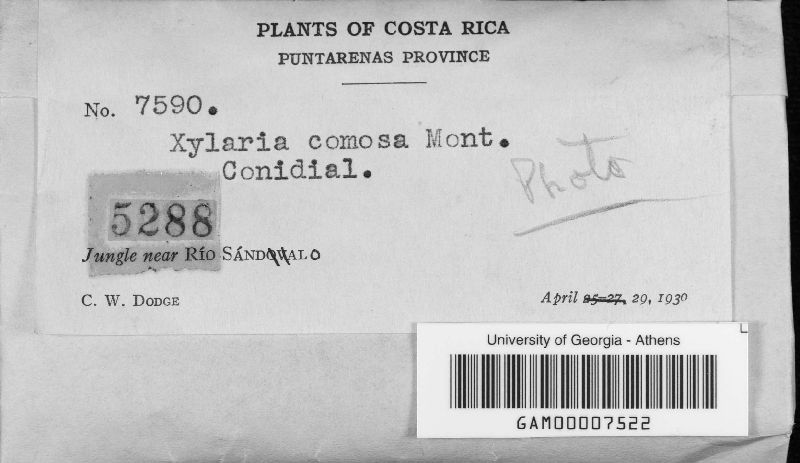 Xylaria comosa image