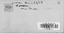 Xylaria cornu-damae image
