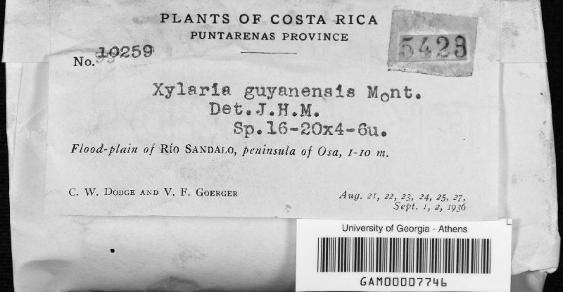 Xylaria guianensis image