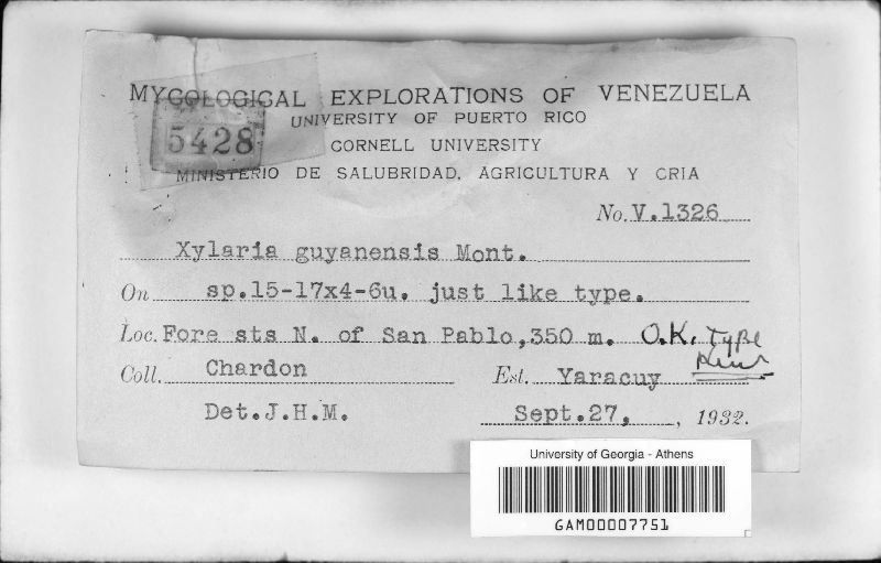 Xylaria guianensis image