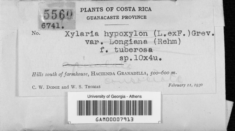 Xylaria consociata image