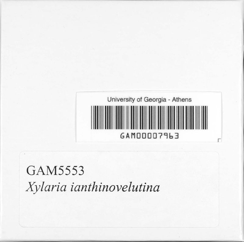 Xylaria ianthinovelutina image
