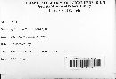 Xylaria multiplex image