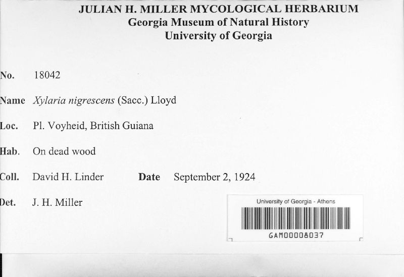 Xylaria nigrescens image