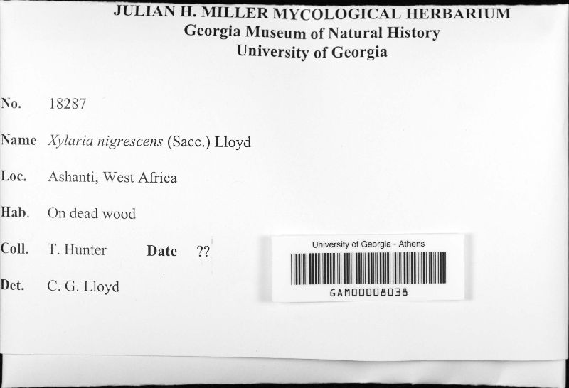Xylaria nigrescens image