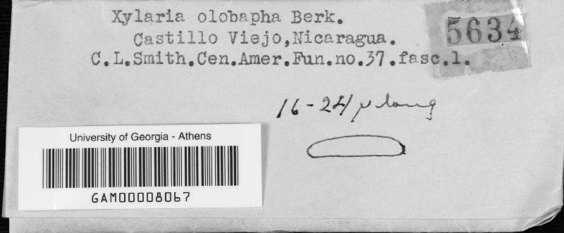 Xylaria olobapha image
