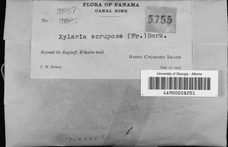 Xylaria scruposa image