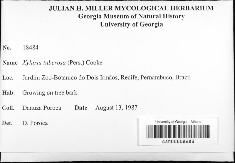 Xylaria tuberosa image