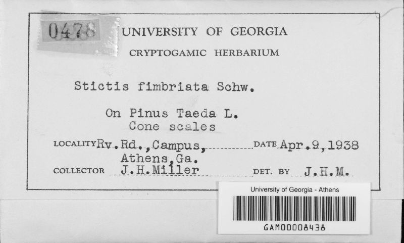 Naemacyclus fimbriatus image