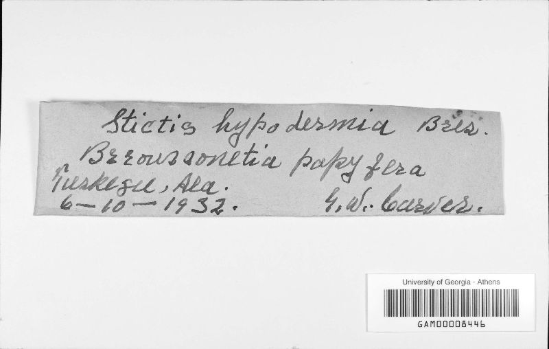 Stictis hypodermia image