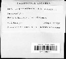 Caloplaca californica image