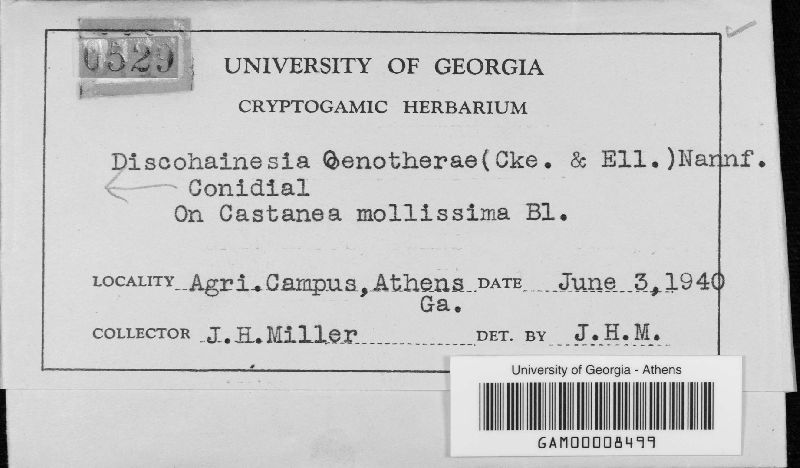 Discohainesia image