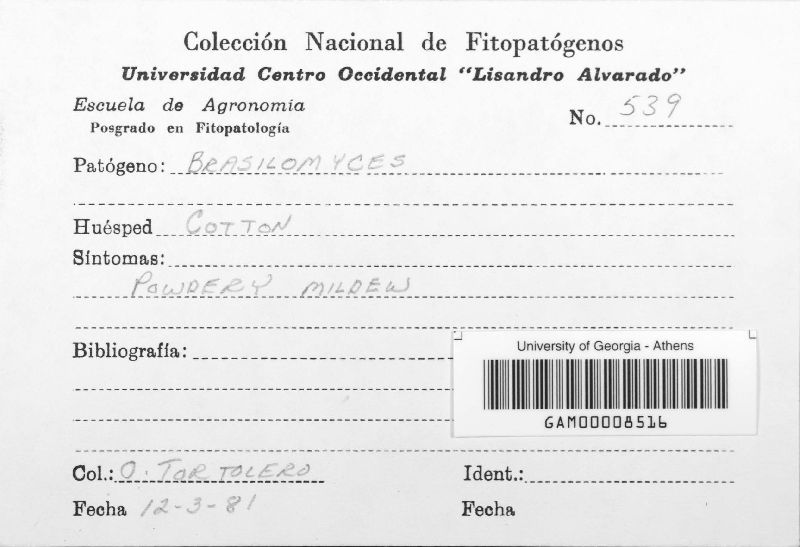 Brasiliomyces malachrae image
